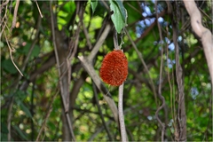 Mucuna monosperma